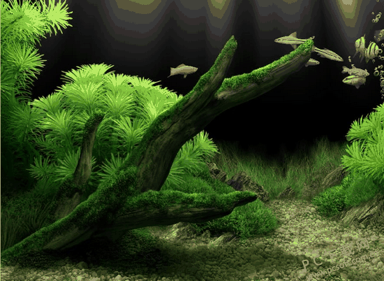 梦幻水族馆屏保软件 v1.0.0.1