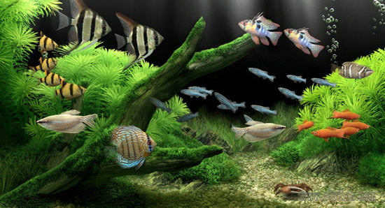 dream aquarium v1.0.70