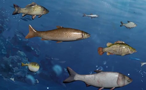 天天钓鱼水族箱养什么鱼好 天天钓鱼水族箱养鱼攻略