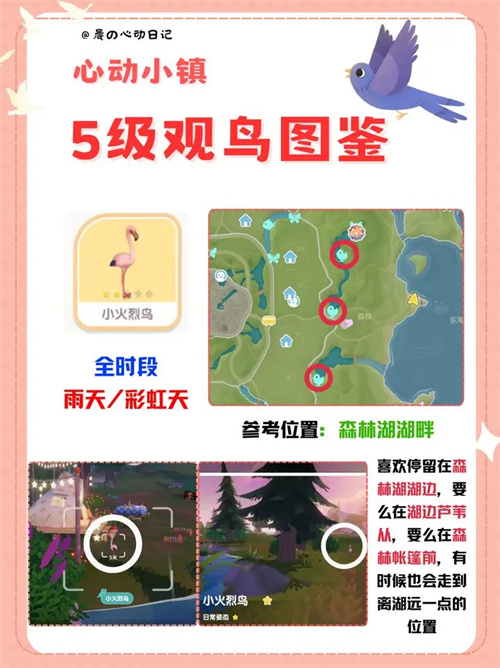 心动小镇观鸟5级点位在哪 心动小镇五级观鸟位置分享